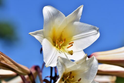 Bulbes de lys : quelle est la meilleure période pour planter ?